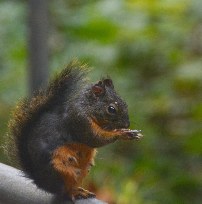 little black squirrel on post